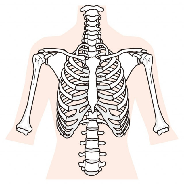 上半身の骨格