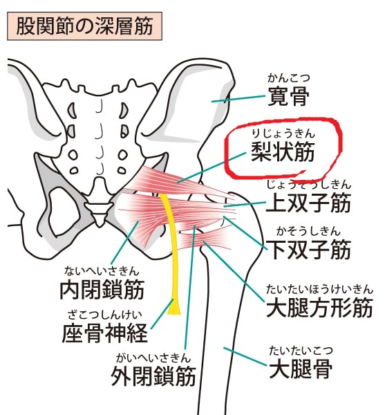 梨状筋