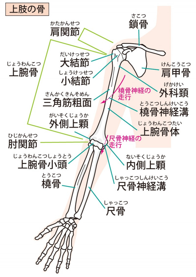 上肢の骨