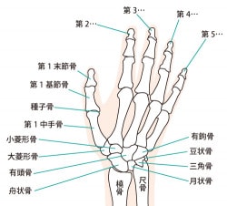 手指の骨画像