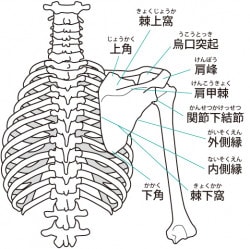 上半身　骨格