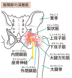 梨状筋の説明