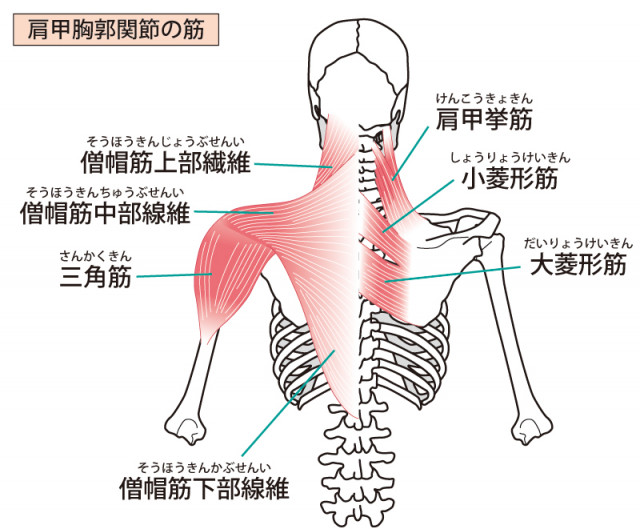背中の筋肉