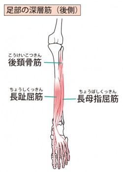 足部の筋肉