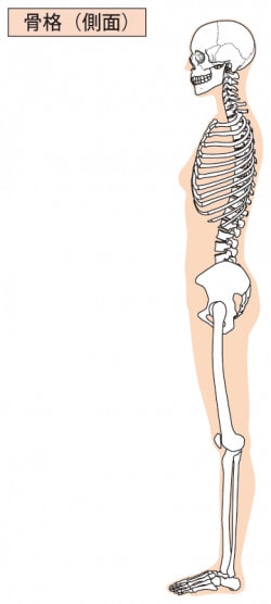 横から見た人体」図