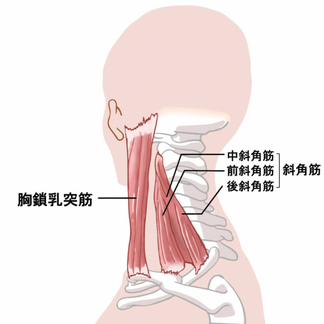 斜角筋