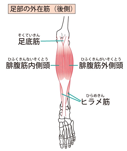 ふくらはぎの筋肉