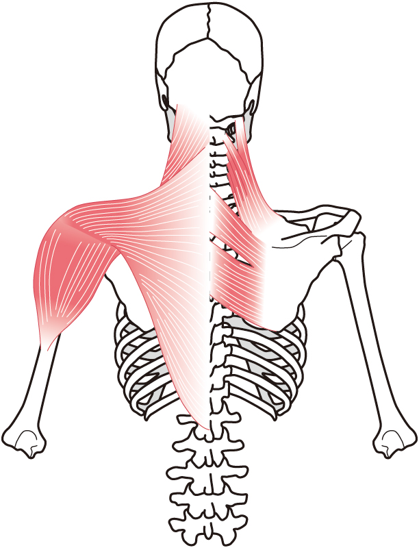 肩周囲の筋肉