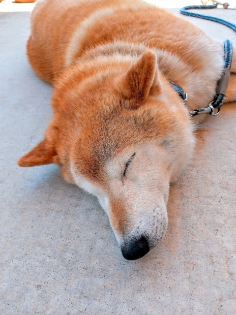 寝ている犬