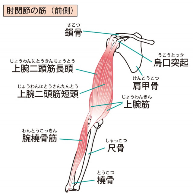 肘の関節