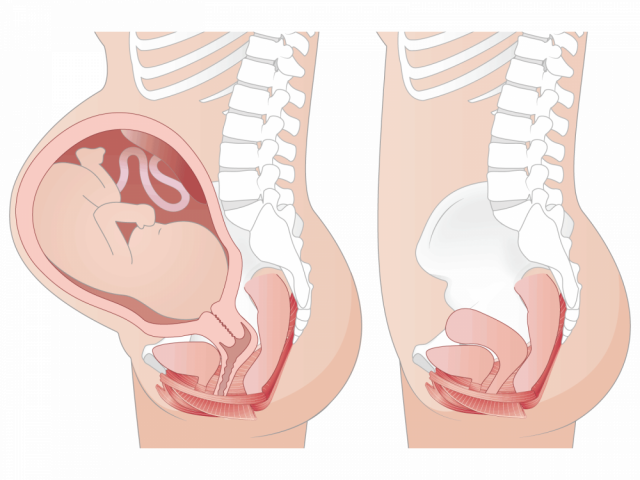 妊娠中の身体の変化