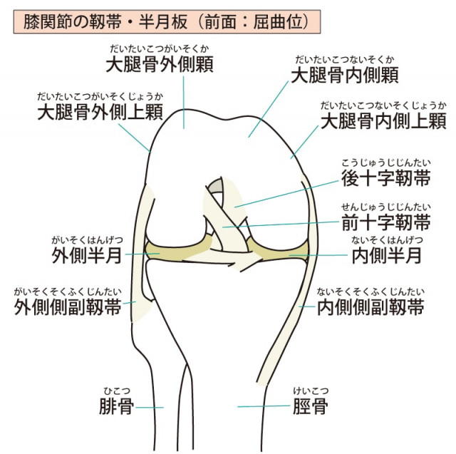 膝の構造