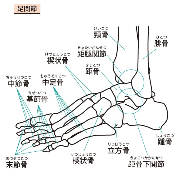 足の骨