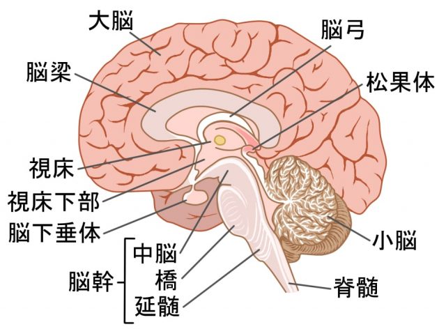 脳の断面