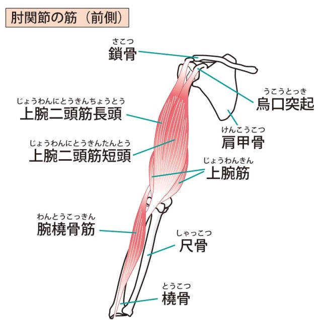 肘関節　イラスト